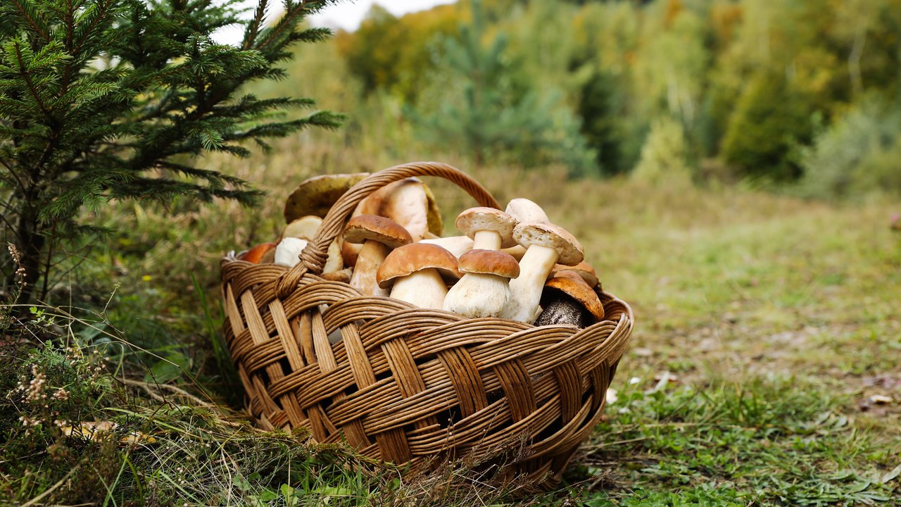 Frisch aus dem Wald, eine bunte Pilzernte.