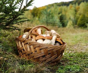 Pilze sammeln im Herbst: Echte Pilz-Fans kennen diesen Geheimtrick