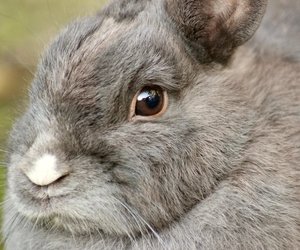 Kaninchen und Feldsalat: Dürfen Kaninchen eigentlich Feldsalat essen?