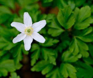 Herbst-Anemone: Ist diese Blume für Menschen giftig?