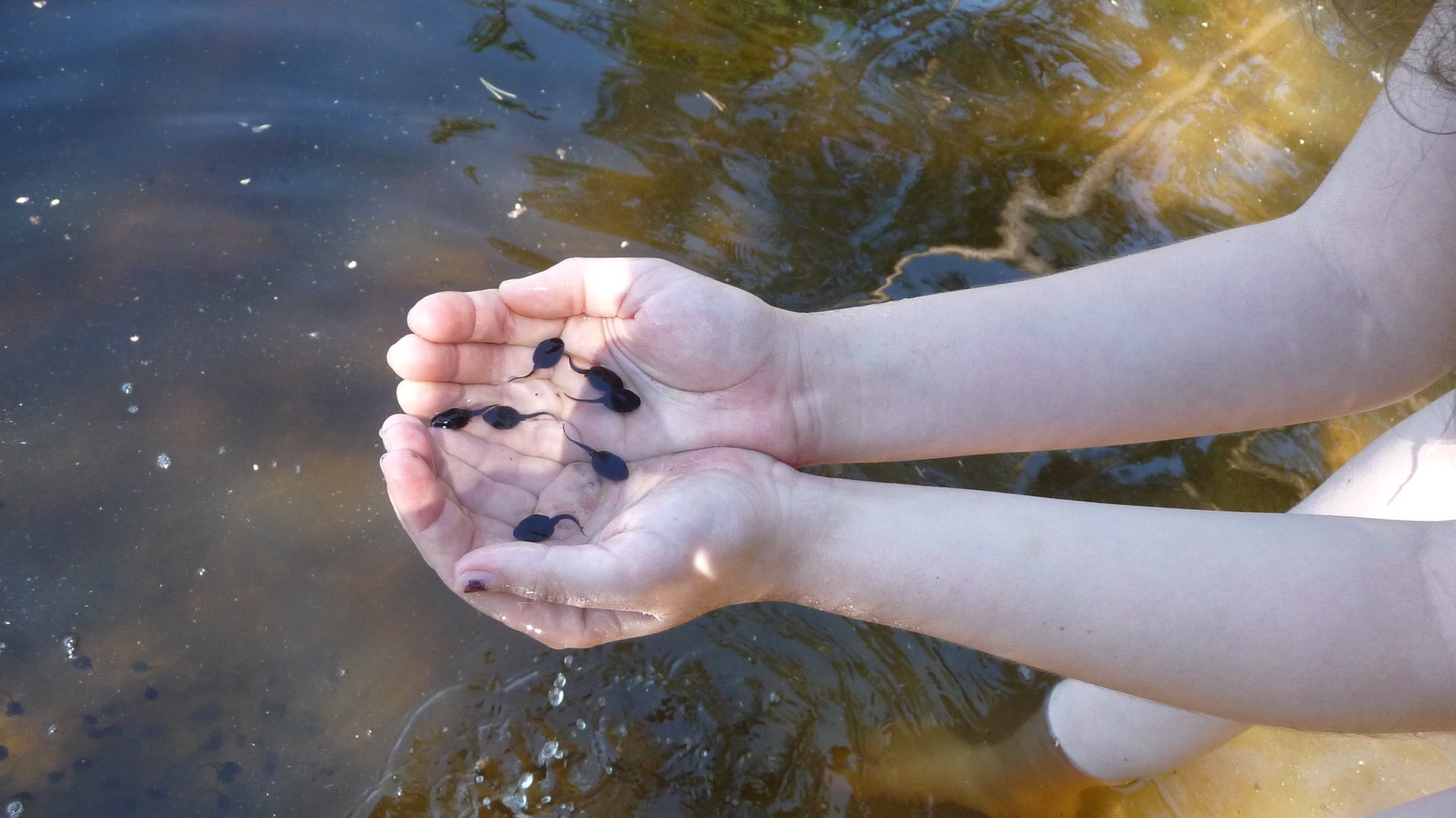Kaulquappen aufziehen: So helft ihr dem Frosch bei seiner Verwandlung