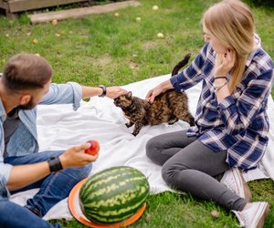 Dürfen Katzen Wassermelone essen? Wir verraten es dir