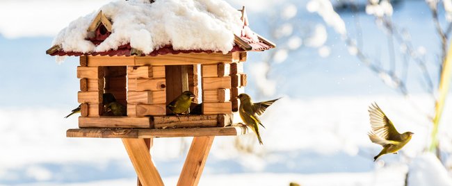 Winterschlaf im Garten: Das sind die liebsten Quartiere von Igel, Fledermaus und Co.