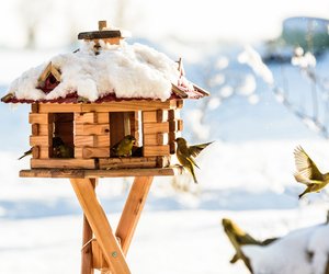 Igel, Fledermaus und Co.: Diese Winterquartiere im Garten bevorzugen heimische Tiere