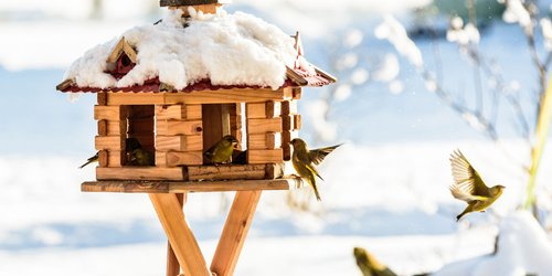 Igel, Fledermaus und Co.: Diese Winterquartiere suchen sich heimische Tiere in eurem Garten