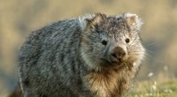 Australien: Wombats sind die Helden der Buschfeuer!