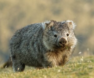 Australien: Wombats sind die Helden der Buschfeuer!