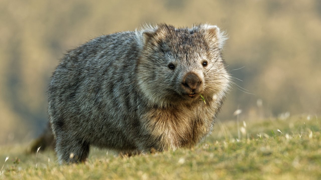 Wombat Australische Buschfeuer