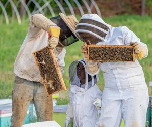 Wie entsteht Honig? Spannendes Wissen für Kinder erklärt