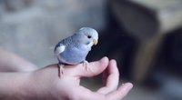 Haustiersuche: Eignet sich ein Vogel als Haustier fürs Kind?