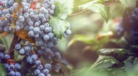 Mahonie: Wie giftig ist der Zierstrauch?