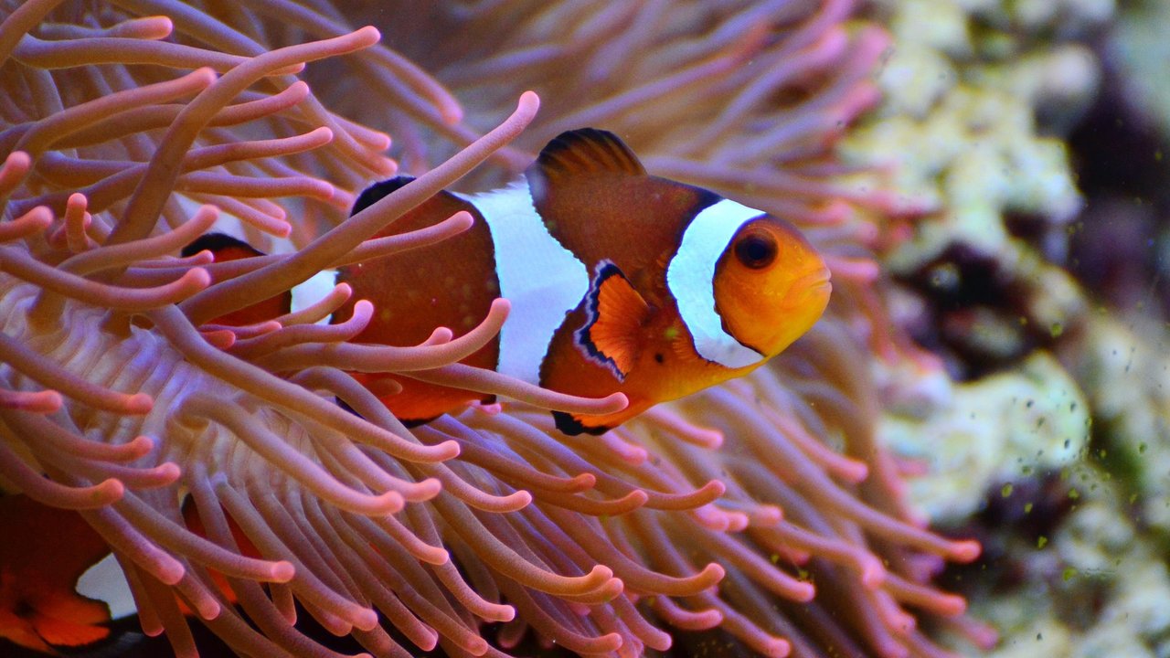 Clownfische leben in Symbiose mit Anemonen