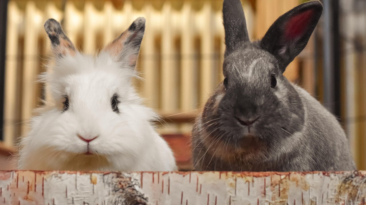 Für Kaninchen ist Grünfutter ein echter Leckerbissen. 