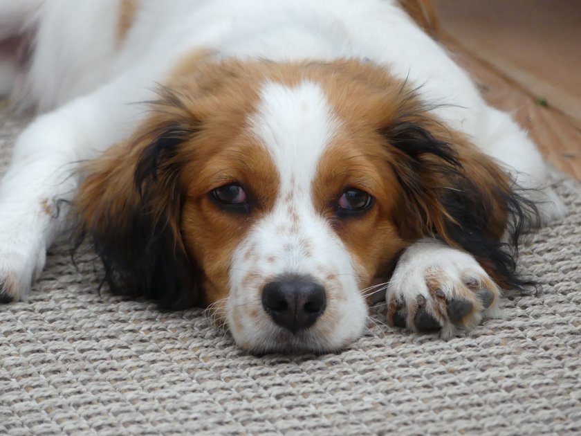 Nederlandse Kooikerhondje