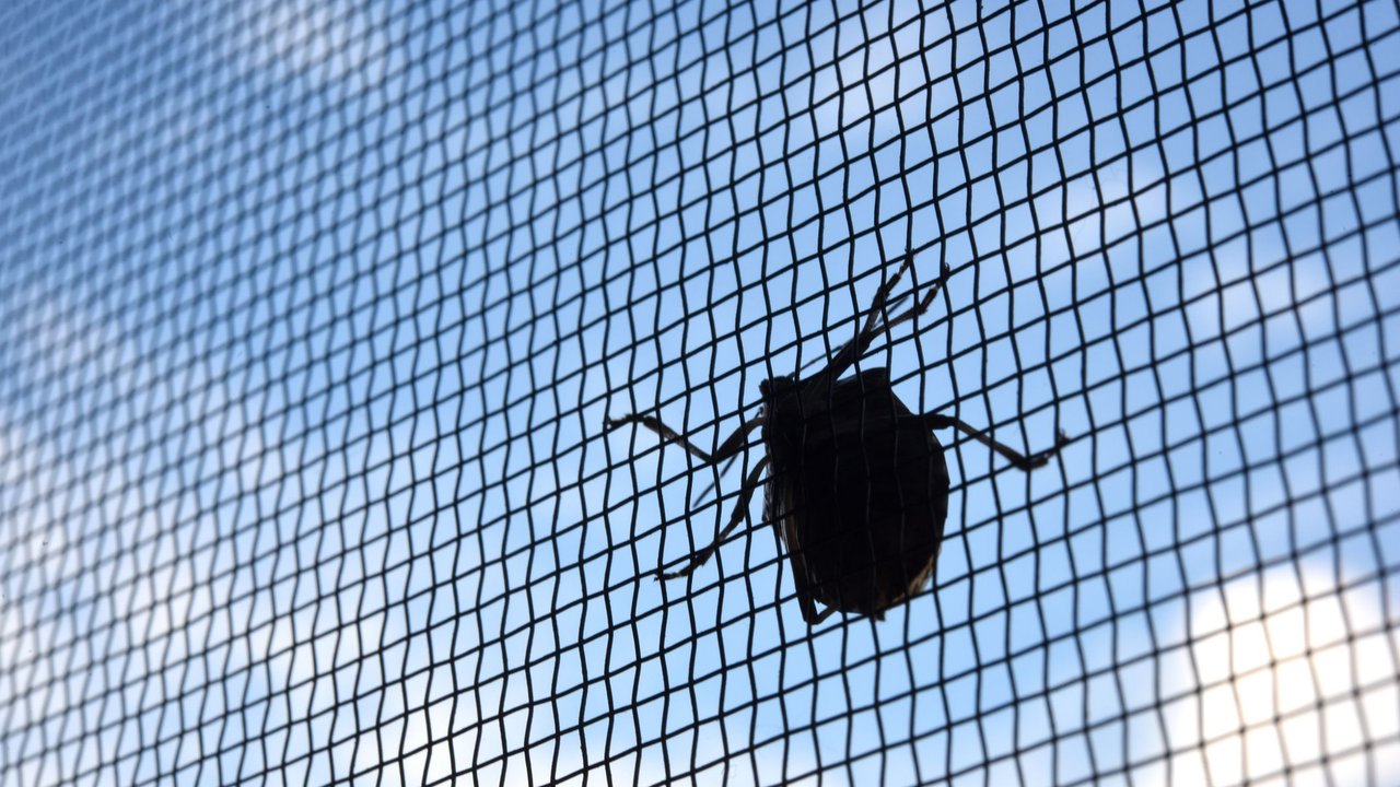 Insektenschutz bei Aldi: Ein Käfer auf einem Fliegengitter