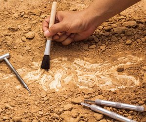 Lebende Fossilien: Nur echte Abenteurer wissen, ob diese Tierarten heute noch leben