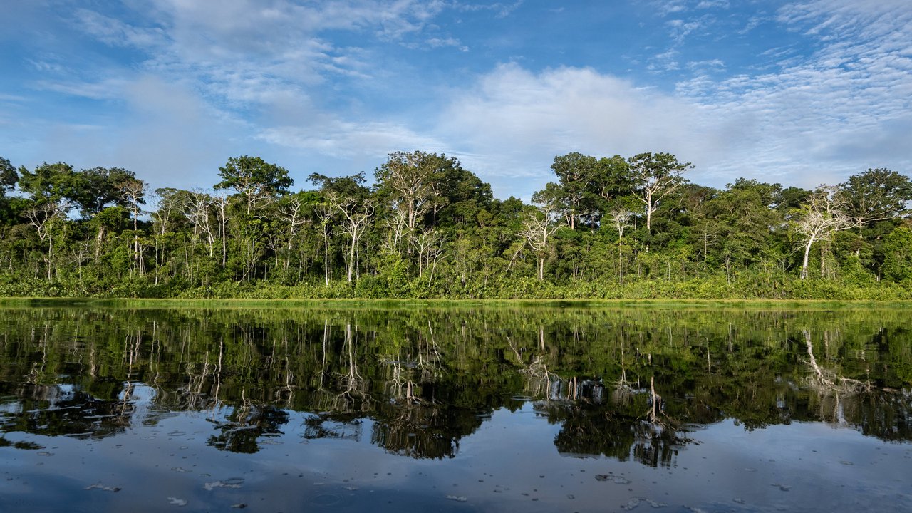 Der Amazonas-Regenwald