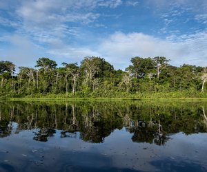 Amazonas-Quiz: Teste dein Wissen über die Tiere des Regenwaldes