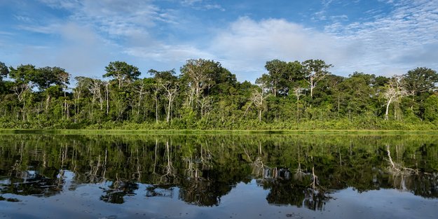 Amazonas-Tierquiz: Erfahre, wie viel du über die Regenwald-Bewohner weißt