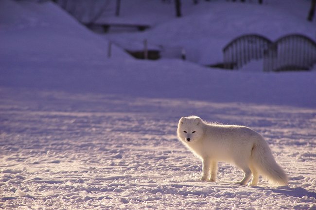 Polarfuchs im Schnee