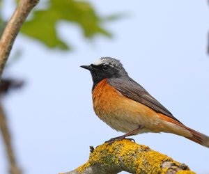 Können Vögel pupsen? Das Ergebnis überrascht