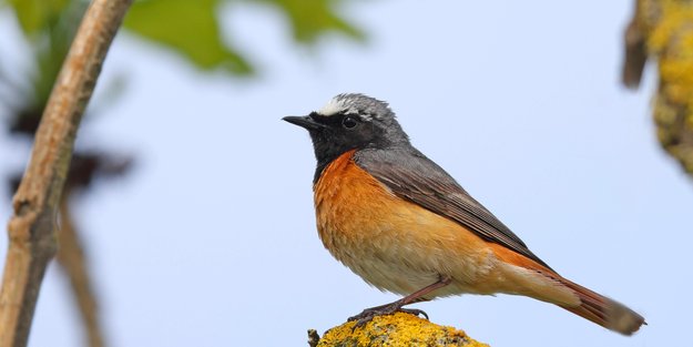 Können Vögel pupsen? Das Ergebnis überrascht