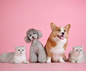 Black Friday 2023 bei Fressnapf: Diese Knaller-Schnäppchen erwarten euch