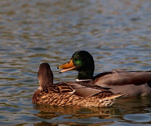 Dürfen Enten Haferflocken essen? Das richtige Futter finden