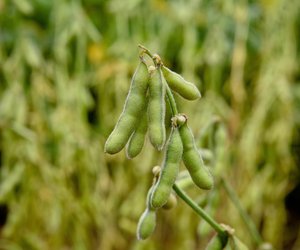 Edamame in der Schwangerschaft: Darf ich zugreifen?