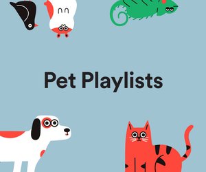 Petify: Bei dieser Playlist wippt auch euer Hamster im Takt mit!