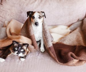 Für Haustiere: Holt euch diese Amazon-Überwachungskamera zum echten Schnäppchenpreis