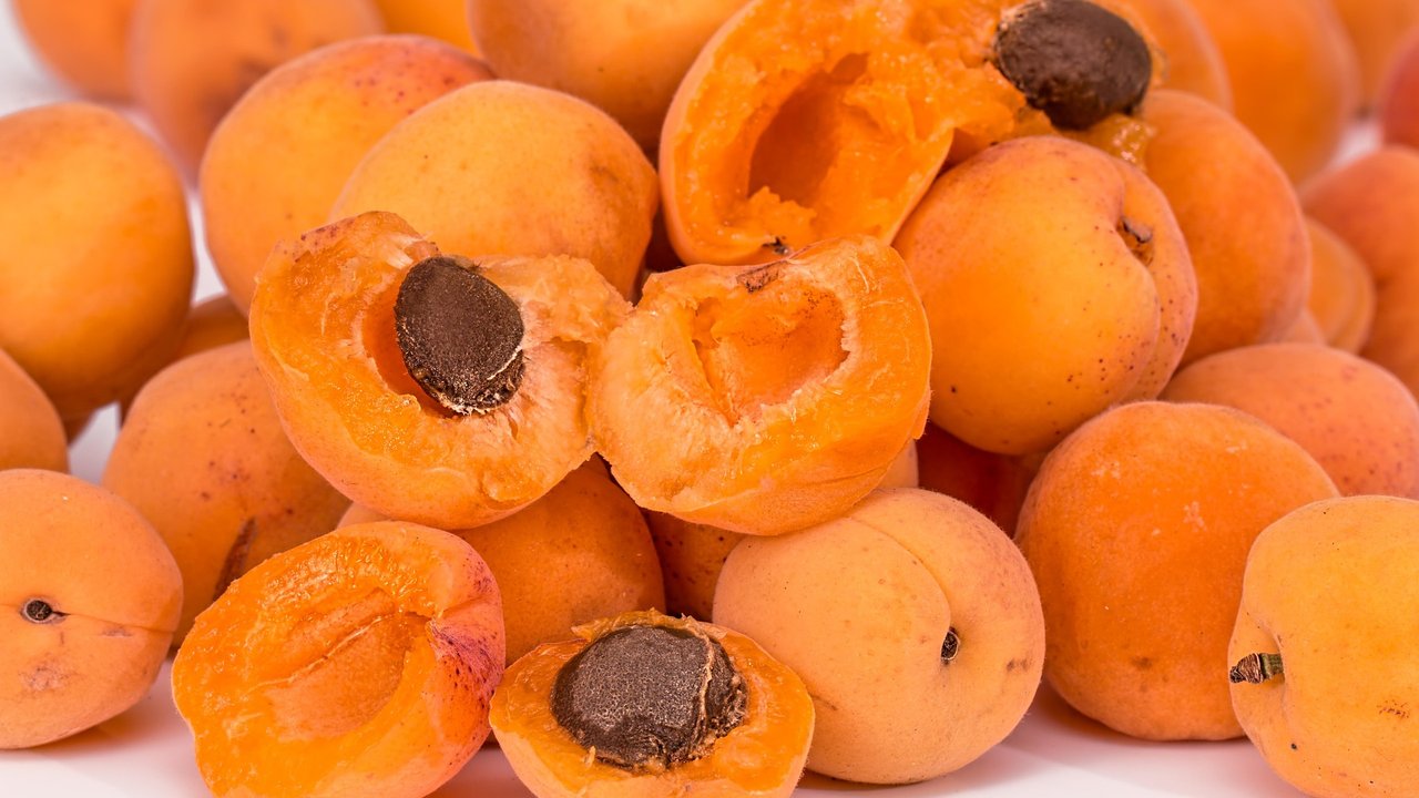 Aprikosen sind lecker und fruchtig, aber auch für Hunde?