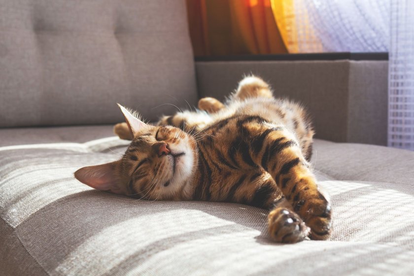 In der Wurstposition verschaffen sich Katzen Abkühlung.