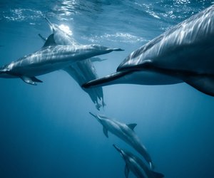 Was fressen Delfine und müssen sie auch trinken?