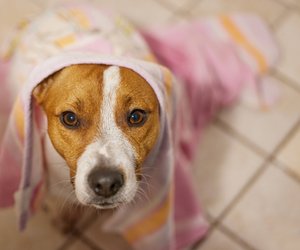 Cleveres Zubehör: Das schnelltrocknende Hundehandtuch von Tchibo für nasse Pfoten