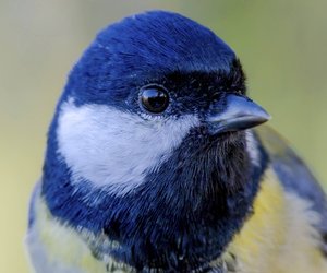 6 überraschende Fakten über Kohlmeisen und ihr Leben in deinem Garten