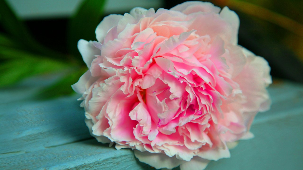 Die Blüten der Pfingstrose haben Ähnlichkeit mit Rosenblüten und kommen in verschiedenen Farben vor. 