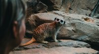 Erdmännchen als Haustier: Ist das erlaubt und tiergerecht?