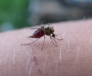 Mücken lieben sie: Diese Personen haben ständig Mückenstiche