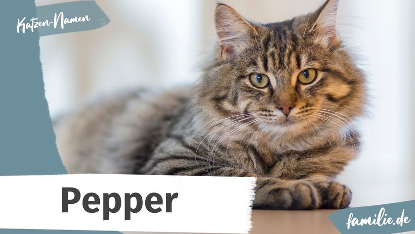 Namen für graue Katzen: Pepper