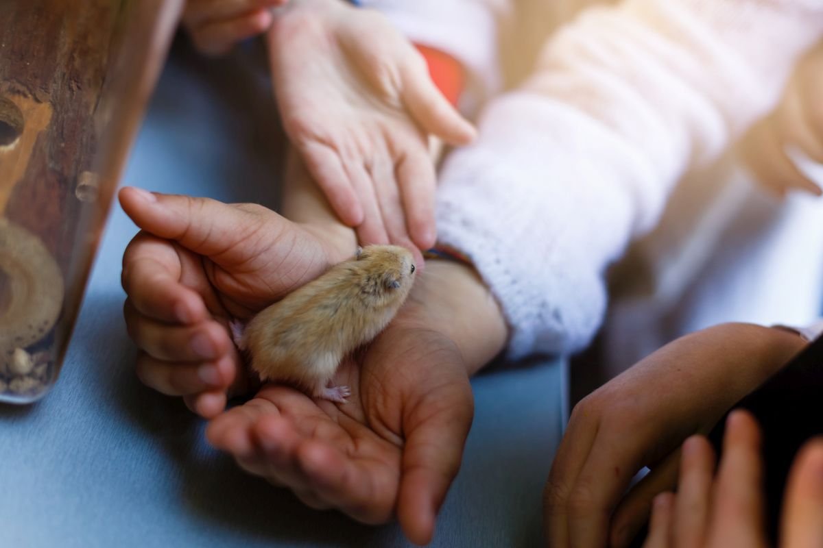 Pflegeleichte Tiere Für Zuhause