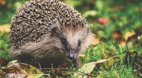 Was fressen Igel? Das steht auf ihrem Speiseplan