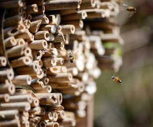 Damit's im Sommer im Garten summt: So könnt ihr jetzt ein Bienenhotel bauen