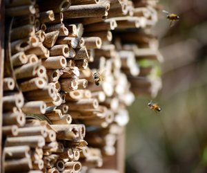 Summ Summ Summ: So baut ihr ein Bienenhotel für Wildbienen