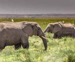 Was fressen Elefanten? So werden die Dickhäuter satt