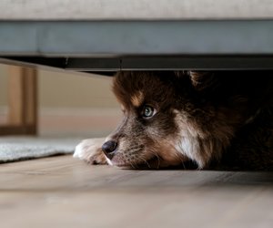 Achte unbedingt auf diese Stress- und Angstanzeichen bei diesem Hund