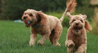 Aktive Fellnasen: Diese 6 Hunderassen brauchen viel Bewegung