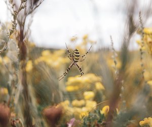 Joro-Spinne: Sind die Monster-Spinnen giftig?