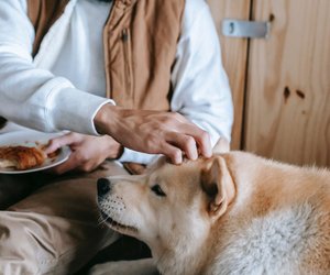 Dürfen Hunde Nudeln essen? So fütterst du sie richtig