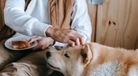Dürfen Hunde Nudeln essen? So fütterst du sie richtig